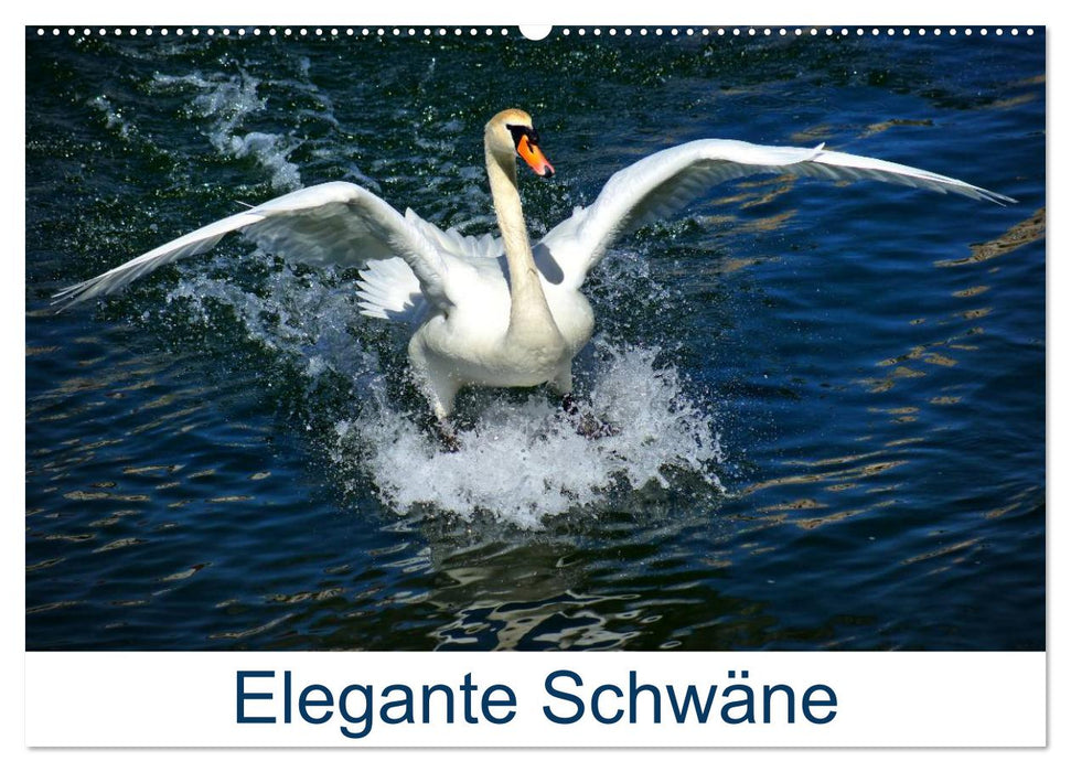 Elegante Schwäne (CALVENDO Wandkalender 2024)
