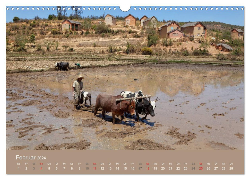 Alltag in Madagaskar (CALVENDO Wandkalender 2024)