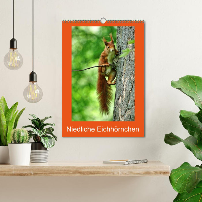 Niedliche Eichhörnchen (CALVENDO Wandkalender 2024)