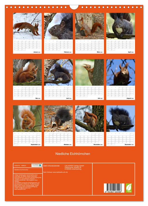 Niedliche Eichhörnchen (CALVENDO Wandkalender 2024)