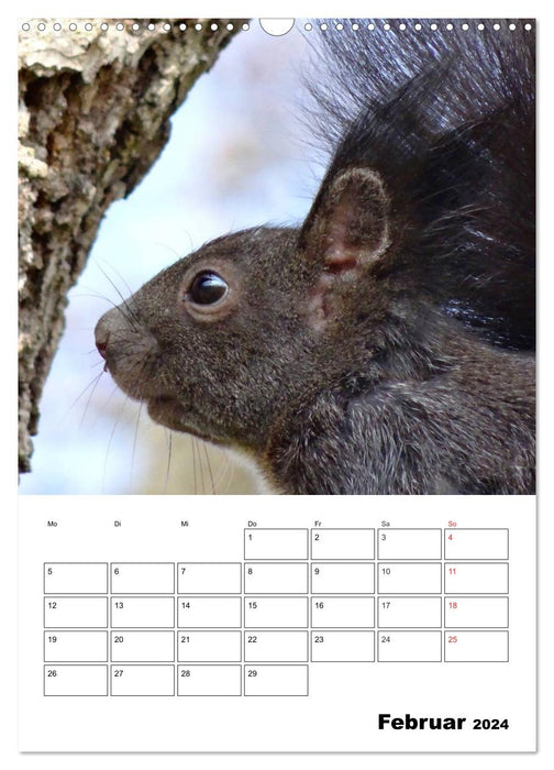 Niedliche Eichhörnchen (CALVENDO Wandkalender 2024)