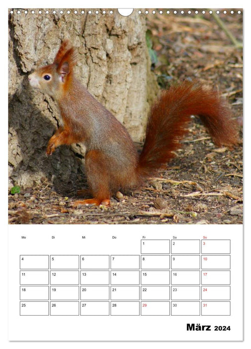 Niedliche Eichhörnchen (CALVENDO Wandkalender 2024)