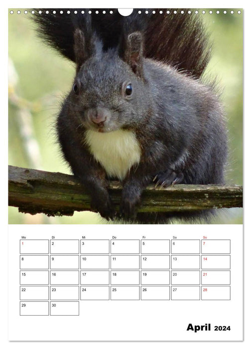 Niedliche Eichhörnchen (CALVENDO Wandkalender 2024)