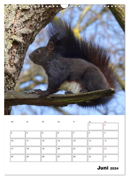 Niedliche Eichhörnchen (CALVENDO Wandkalender 2024)