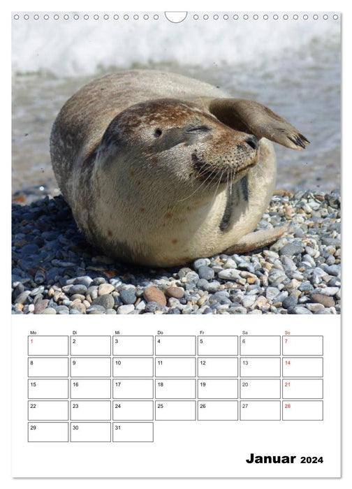 Liebenswerte Robben (CALVENDO Wandkalender 2024)