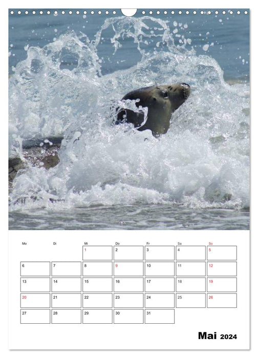 Liebenswerte Robben (CALVENDO Wandkalender 2024)