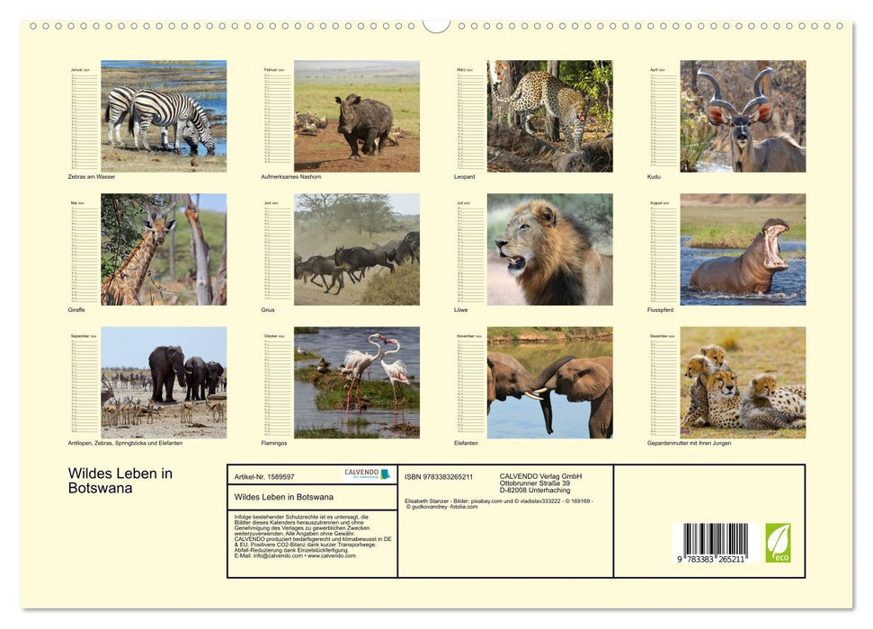 Wildes Leben in Botswana (CALVENDO Premium Wandkalender 2024)