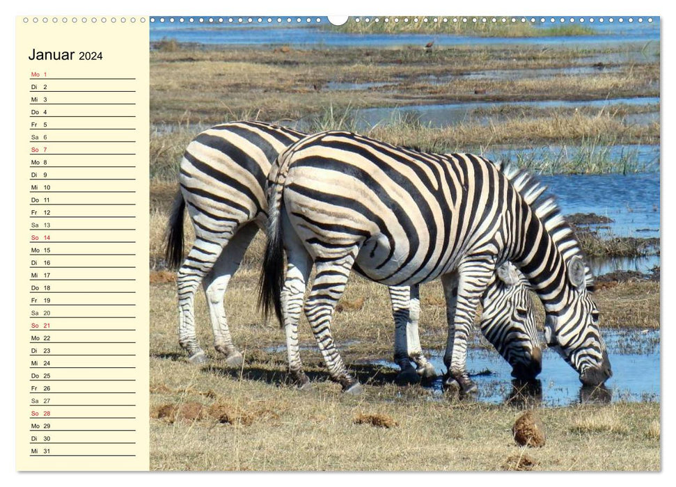 Wildes Leben in Botswana (CALVENDO Premium Wandkalender 2024)