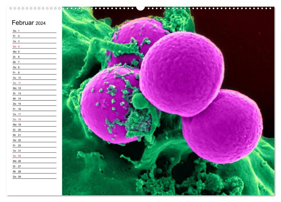 Mikrobiologie. Mikroorganismen, Genetik und Zellen (CALVENDO Premium Wandkalender 2024)