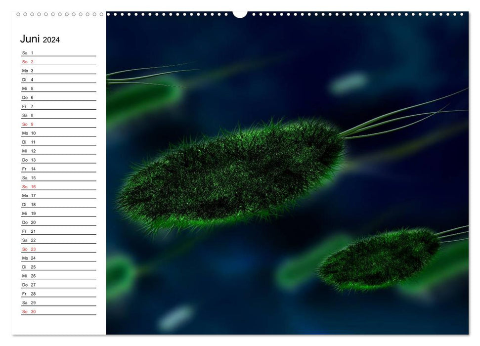 Mikrobiologie. Mikroorganismen, Genetik und Zellen (CALVENDO Premium Wandkalender 2024)