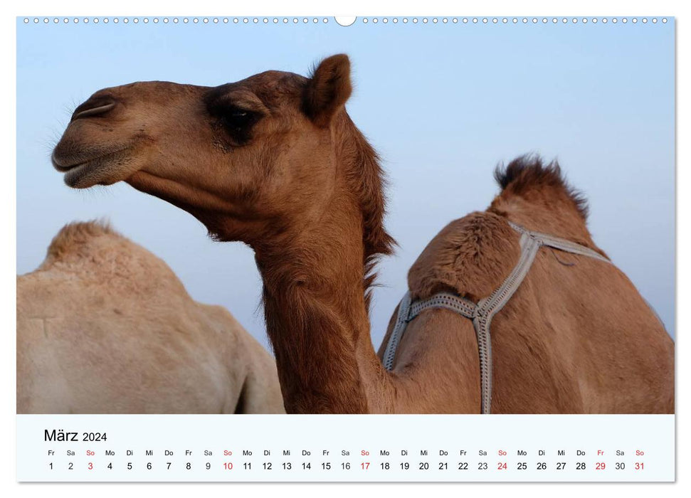 Die Kameliden. Hübsche Kamele, Lamas und Alpakas (CALVENDO Premium Wandkalender 2024)