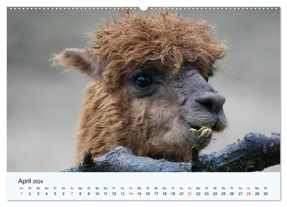 Die Kameliden. Hübsche Kamele, Lamas und Alpakas (CALVENDO Premium Wandkalender 2024)