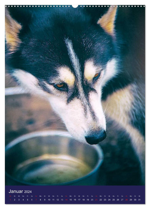 Huskies - Artwork (CALVENDO Premium Wandkalender 2024)
