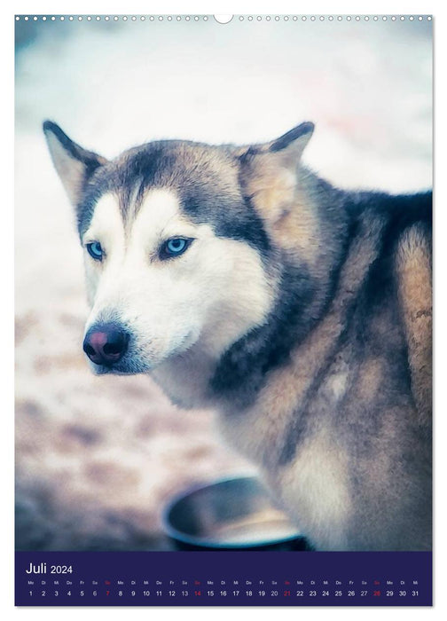 Huskies - Artwork (CALVENDO Premium Wandkalender 2024)