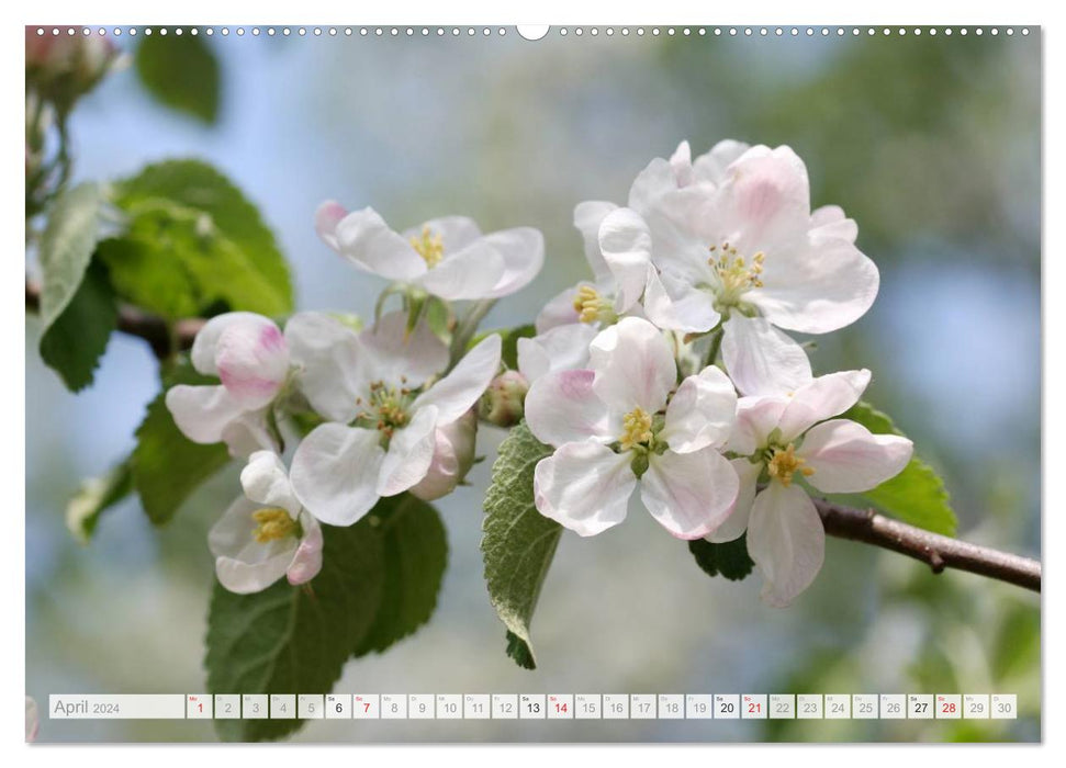 Blüteneleganz in Weiß (CALVENDO Wandkalender 2024)