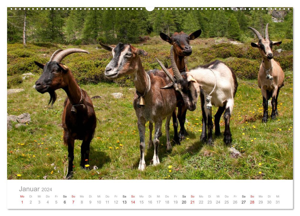 Tiere in Freiheit - Nutztiere auf der Alm (CALVENDO Wandkalender 2024)