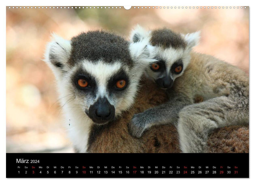Abenteuer Madagaskar (CALVENDO Premium Wandkalender 2024)