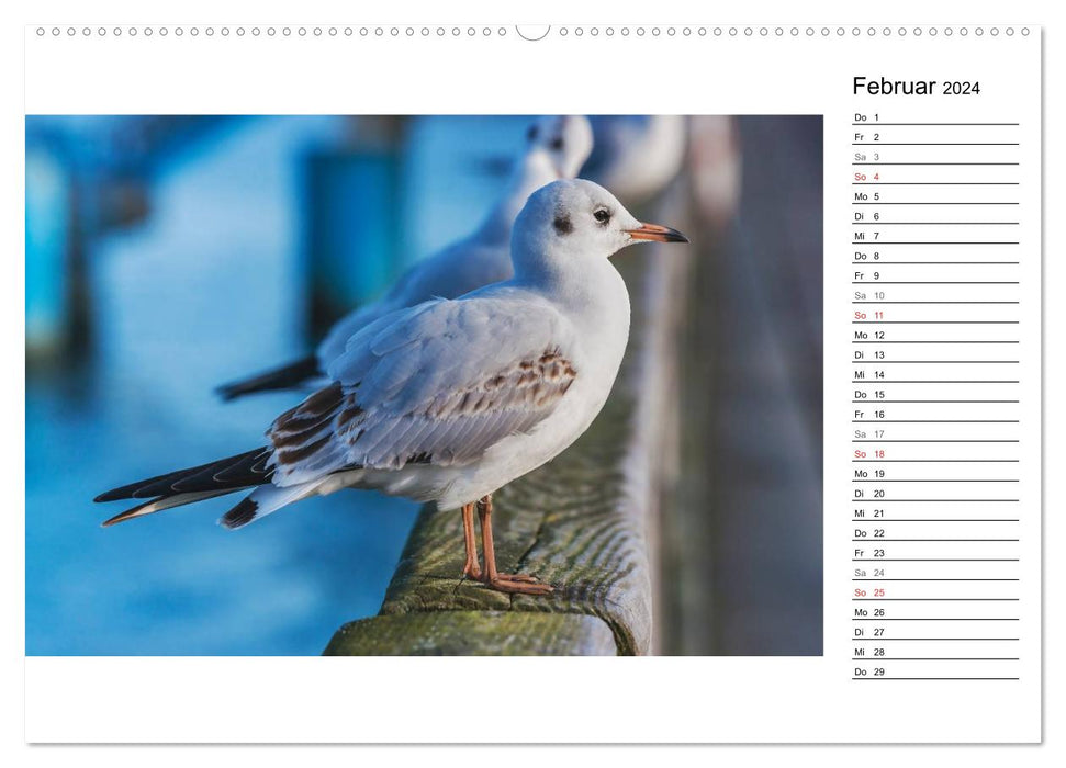 Ostseebad Binz – Zeit für Erholung (CALVENDO Premium Wandkalender 2024)