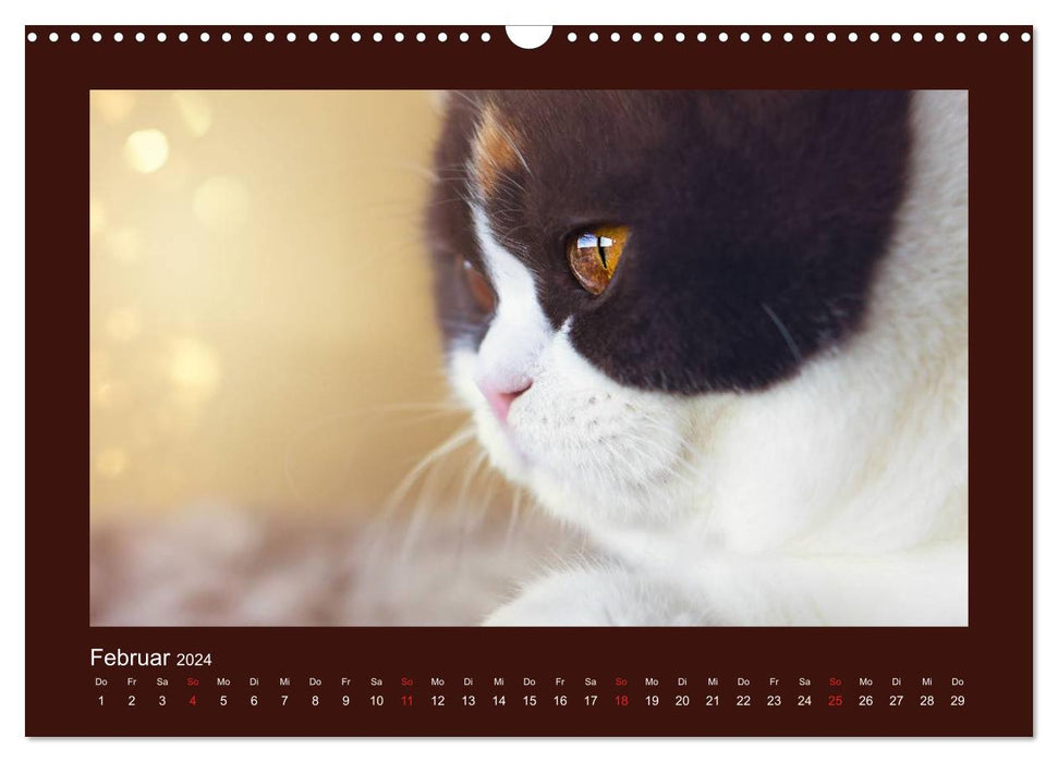 Britisch Kurzhaar Katzen - Poesie fürs Auge (CALVENDO Wandkalender 2024)