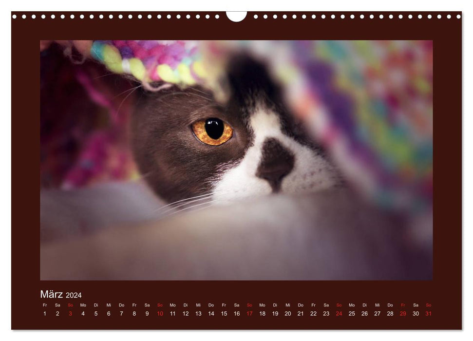 Britisch Kurzhaar Katzen - Poesie fürs Auge (CALVENDO Wandkalender 2024)