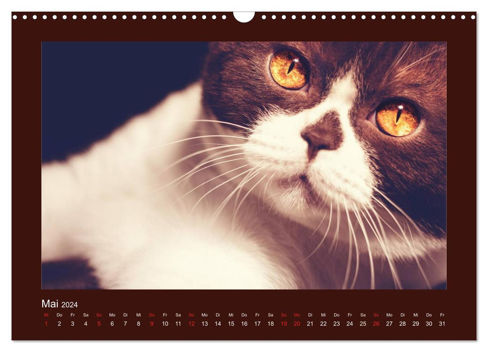 Britisch Kurzhaar Katzen - Poesie fürs Auge (CALVENDO Wandkalender 2024)