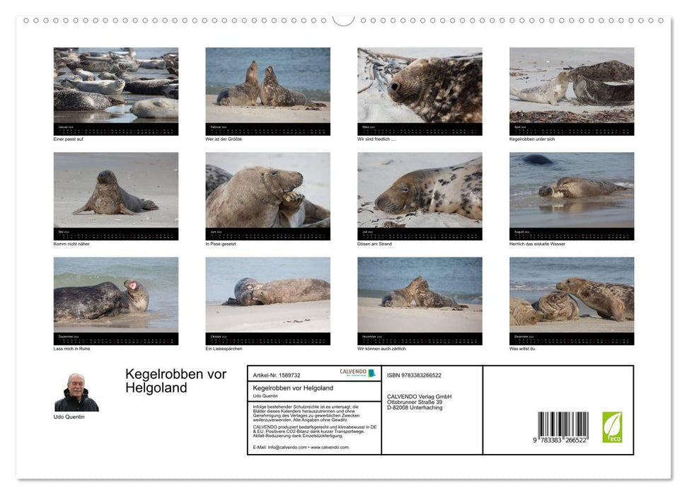 Raubtier der Nordsee - Kegelrobben vor Helgoland (CALVENDO Premium Wandkalender 2024)