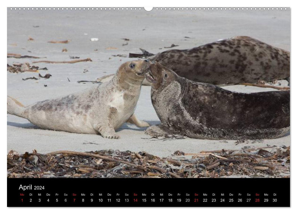 Raubtier der Nordsee - Kegelrobben vor Helgoland (CALVENDO Premium Wandkalender 2024)