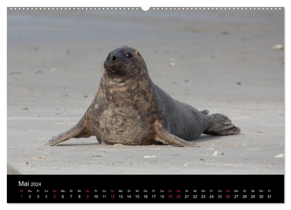 Raubtier der Nordsee - Kegelrobben vor Helgoland (CALVENDO Premium Wandkalender 2024)