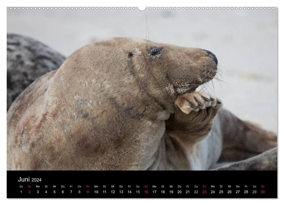 Raubtier der Nordsee - Kegelrobben vor Helgoland (CALVENDO Premium Wandkalender 2024)