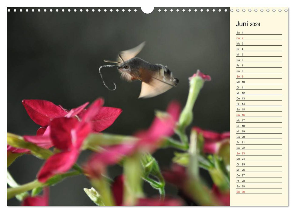 Faszinierende Taubenschwänzchen (CALVENDO Wandkalender 2024)