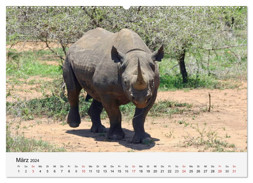 Afrikas Dickhäuter. Hippos, Nashörner und Elefanten (CALVENDO Premium Wandkalender 2024)