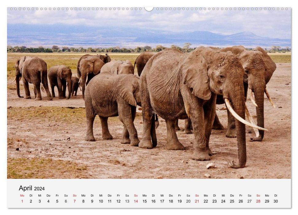 Afrikas Dickhäuter. Hippos, Nashörner und Elefanten (CALVENDO Premium Wandkalender 2024)