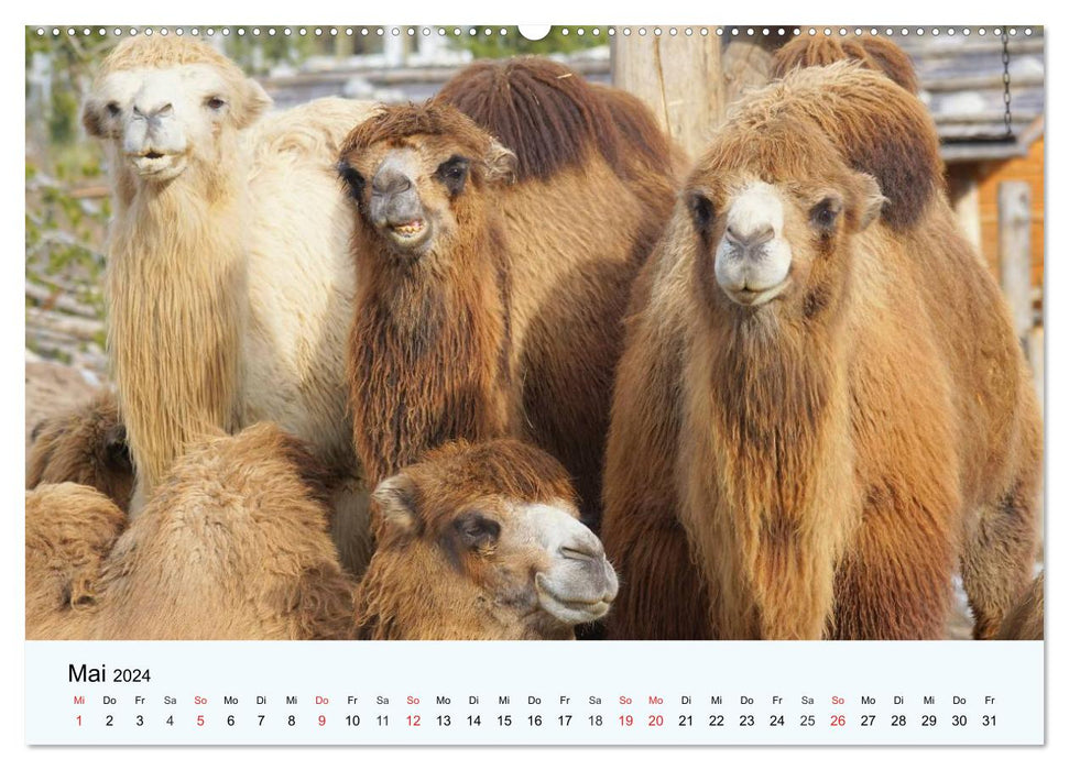 Die Kameliden. Hübsche Kamele, Lamas und Alpakas (CALVENDO Wandkalender 2024)