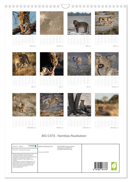 BIG CATS - Namibias Raubkatzen (CALVENDO Wandkalender 2024)