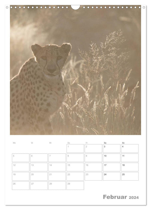 BIG CATS - Namibias Raubkatzen (CALVENDO Wandkalender 2024)