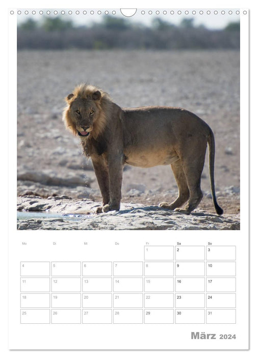 BIG CATS - Namibias Raubkatzen (CALVENDO Wandkalender 2024)