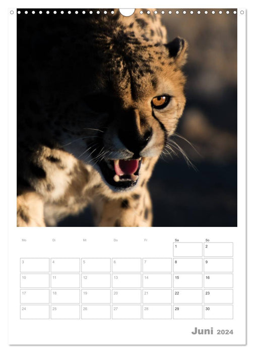 BIG CATS - Namibias Raubkatzen (CALVENDO Wandkalender 2024)