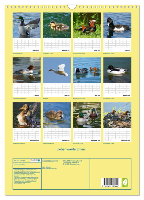 Liebenswerte Enten (CALVENDO Wandkalender 2024)