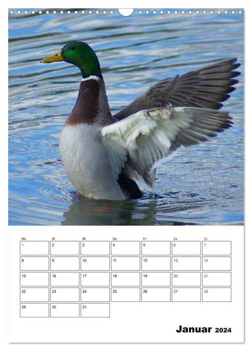 Liebenswerte Enten (CALVENDO Wandkalender 2024)