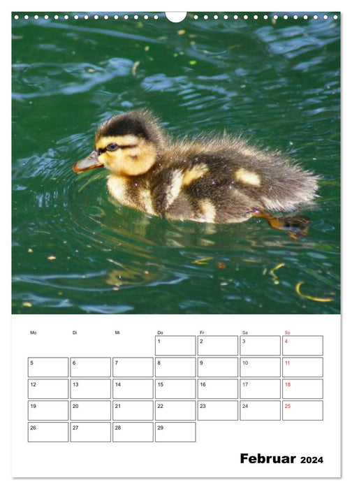 Liebenswerte Enten (CALVENDO Wandkalender 2024)