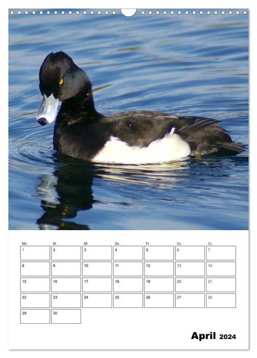 Liebenswerte Enten (CALVENDO Wandkalender 2024)