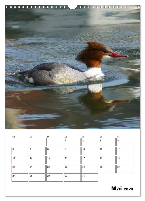 Liebenswerte Enten (CALVENDO Wandkalender 2024)