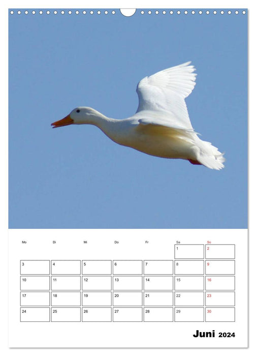 Liebenswerte Enten (CALVENDO Wandkalender 2024)