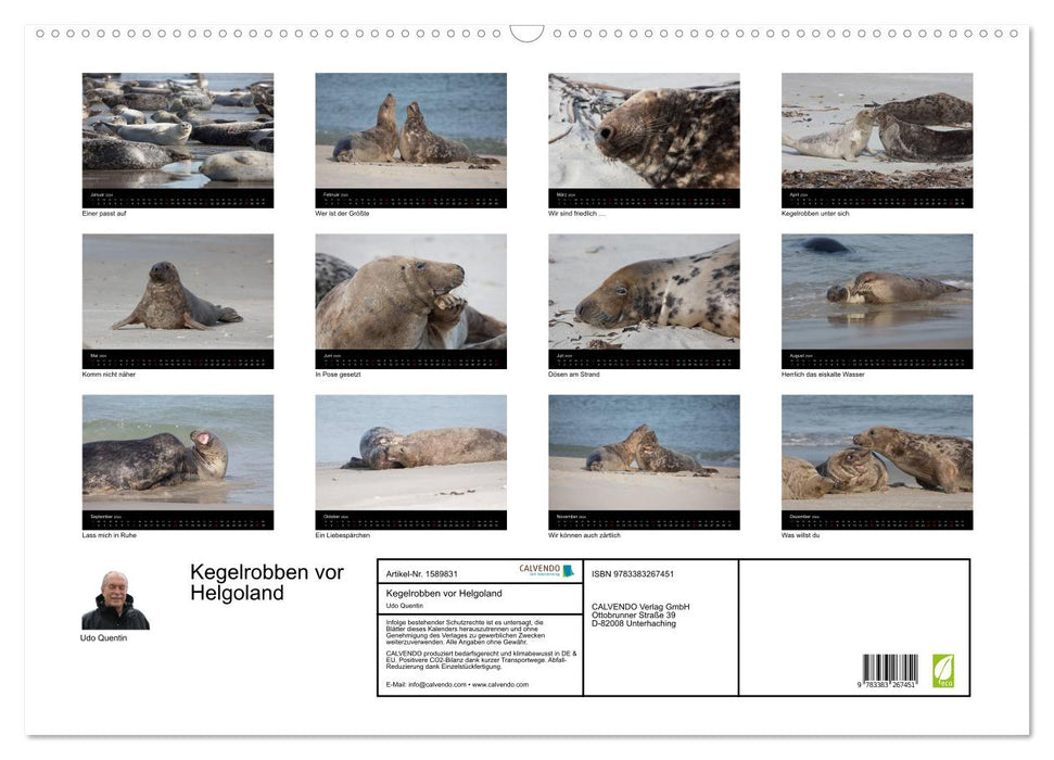 Raubtier der Nordsee - Kegelrobben vor Helgoland (CALVENDO Wandkalender 2024)