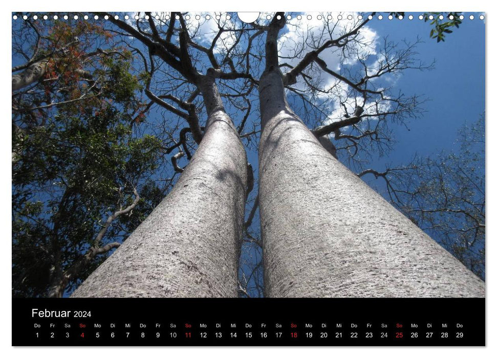 Abenteuer Madagaskar (CALVENDO Wandkalender 2024)