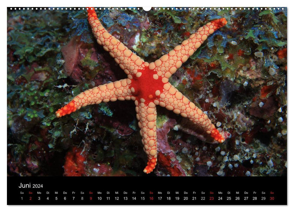 Magische Unterwasserwelten (CALVENDO Premium Wandkalender 2024)