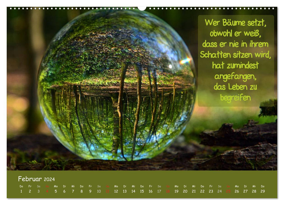Wonderful forest balls (CALVENDO wall calendar 2024) 