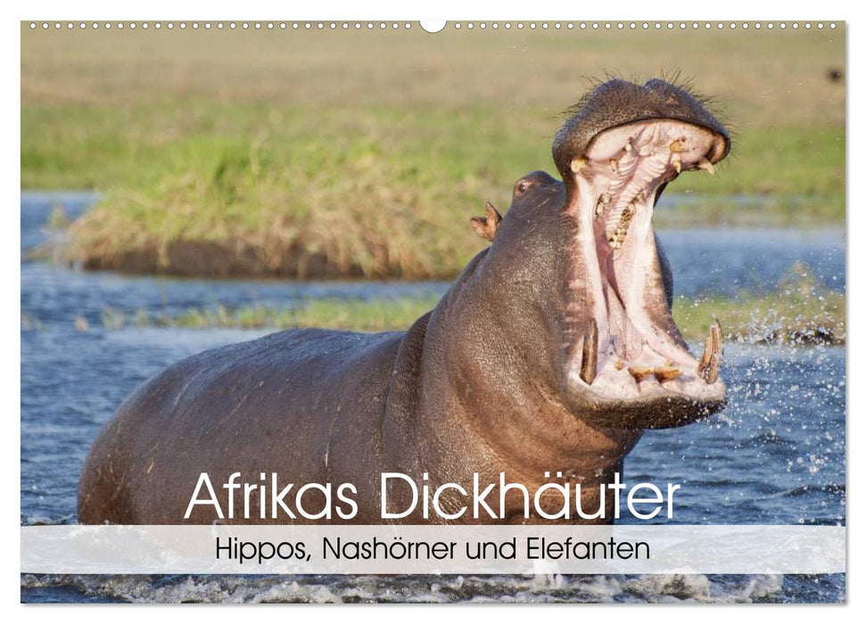 Afrikas Dickhäuter. Hippos, Nashörner und Elefanten (CALVENDO Wandkalender 2024)