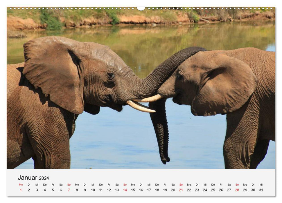 Les pachydermes d'Afrique. Hippopotames, rhinocéros et éléphants (Calendrier mural CALVENDO 2024) 