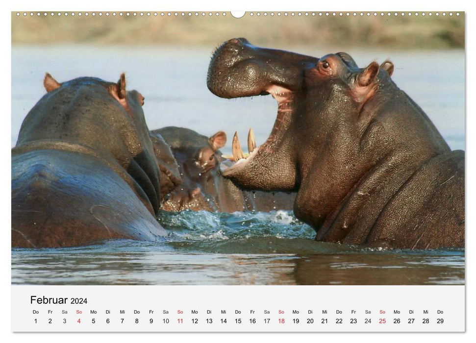 Afrikas Dickhäuter. Hippos, Nashörner und Elefanten (CALVENDO Wandkalender 2024)